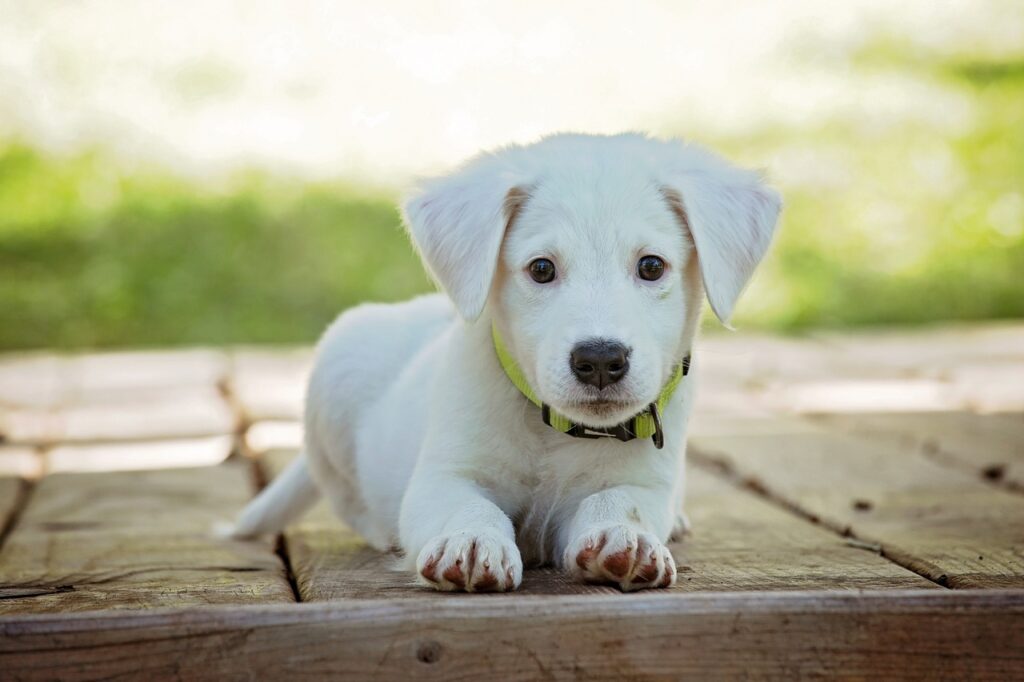 10 Places to Travel With Your Dog 10 Places to Travel With Your Dog